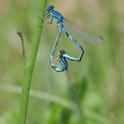 Coenagrion scitulum (Dainty Damselfly) in cop.JPG